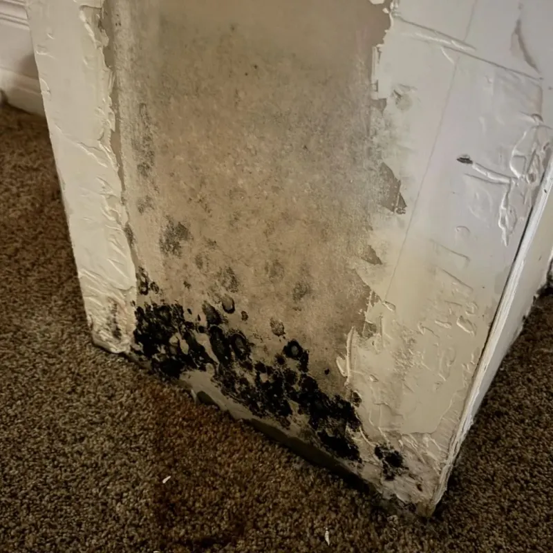 Professional Mold Removal in Montgomery County, IA